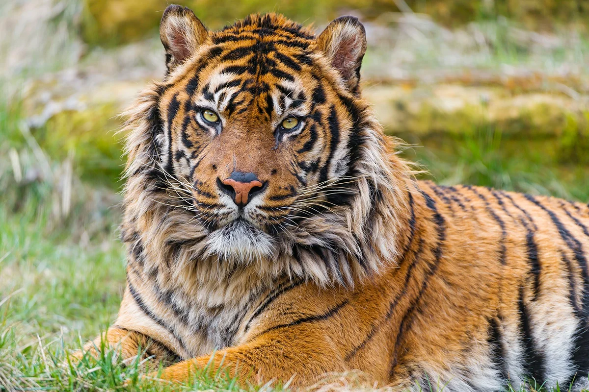 Тигры — большие кошки