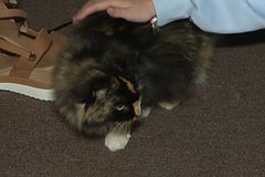 Пропавшая кошка вернулась к хозяевам спустя 11 лет