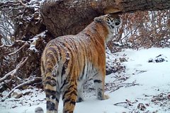 Общительная амурская тигрица попала на видео