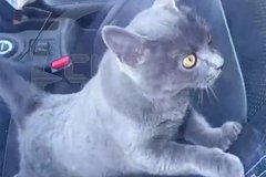 В центре Москвы голодный котенок четыре дня просидел в заточении в запертой машине. За его спасением следила вся страна